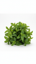 Fresh Organic Mint Bunch